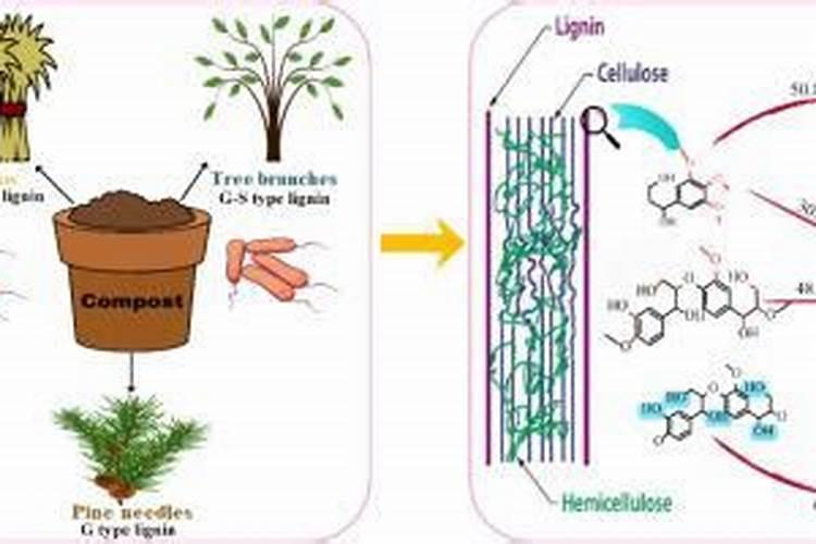 水溶肥哪个品牌最好