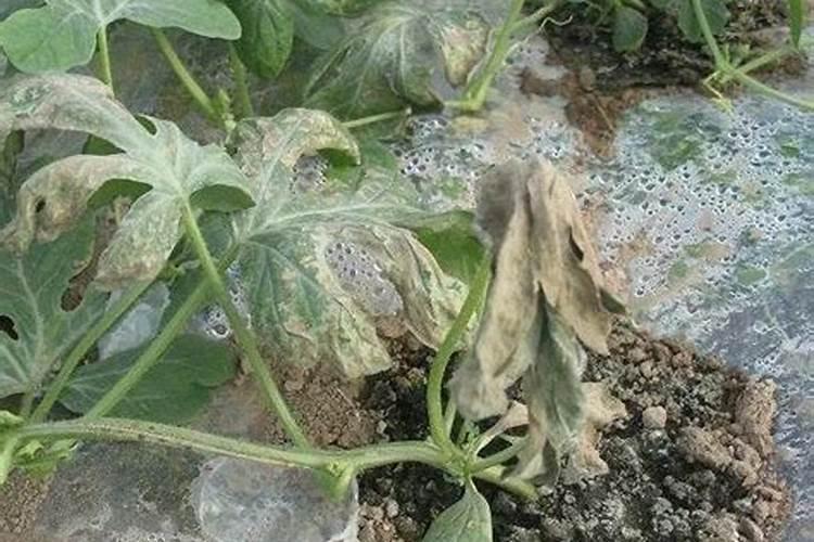 香瓜为什么不甜还会出现裂瓜 香瓜不甜还会出现裂瓜的原因