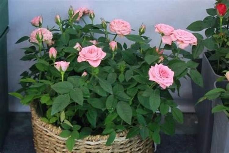 花草什么时候施肥最好 花草施肥时间