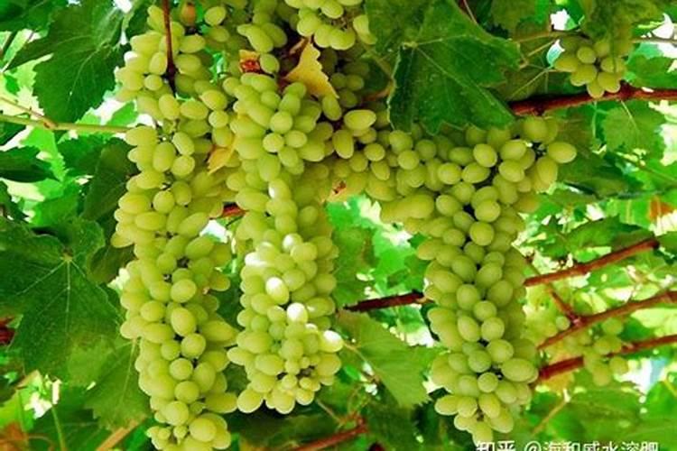 石榴树施什么肥最好