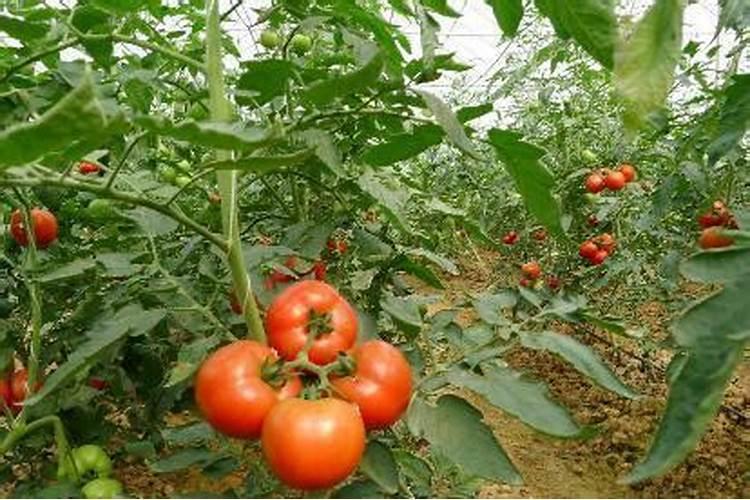 西红柿掐尖之后可以冲尿素肥吗