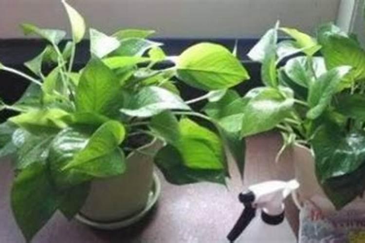 绿萝施肥需施什么肥料