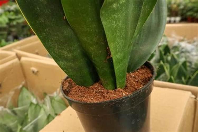 杜鹃花怎么浇水