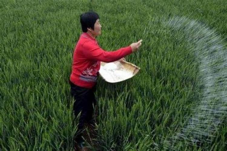 小麦追肥用什么肥料好