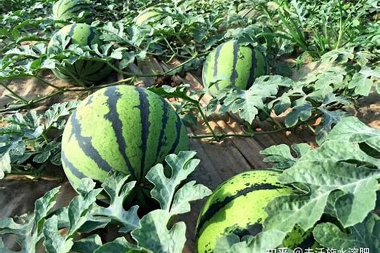 春季西瓜施肥时间和方法 春季西瓜如何施肥