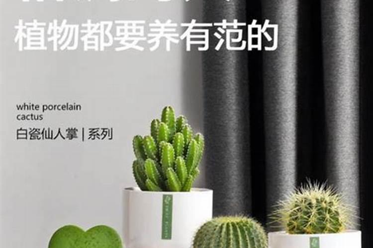 大棚芸豆阴天冲肥行吗