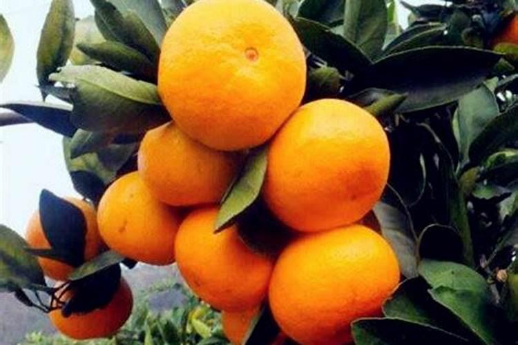 橘子怎么种植在家中 在家怎么种橘子