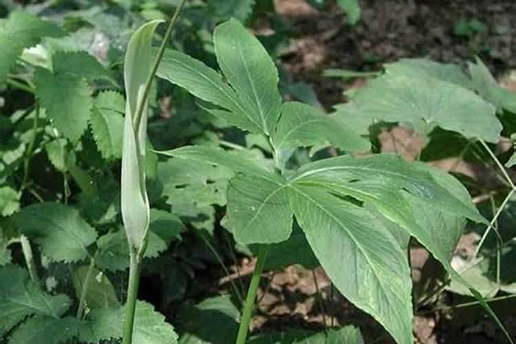 种植半夏施肥要合理,该怎样给叶面喷肥？