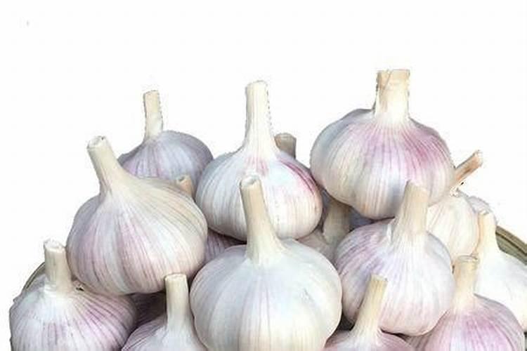 柑橘7月施什么肥