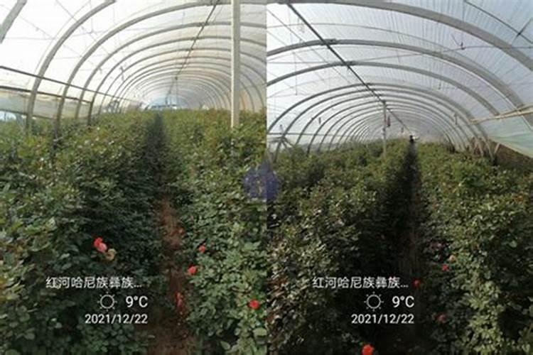 玫瑰花怎么施肥,玫瑰花施氮磷钾肥最为合适