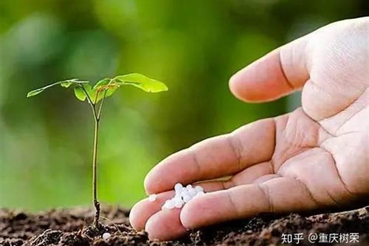 钾肥在作物中起什么作用