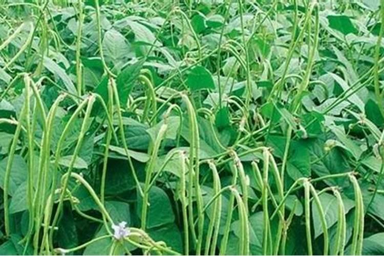 在北方种芸豆施什么肥对作物好