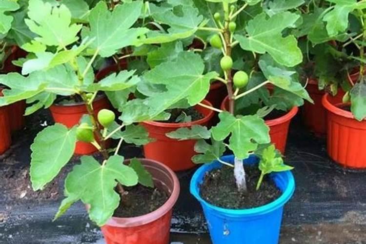 无花果追肥用什么肥料好