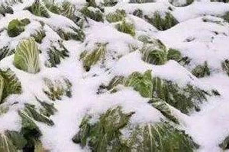 磷酸二氢钾能在冬天使用吗