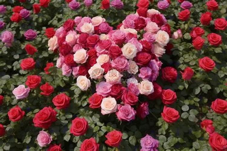 盆栽玫瑰花施肥施什么肥料