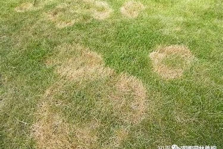 造成太湖蓝藻大量繁殖的主要因素是什么？