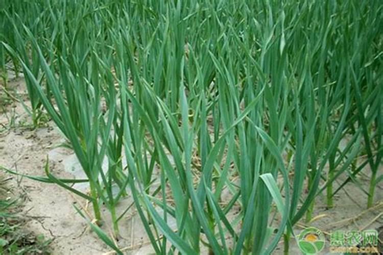 种植大蒜需要遵循哪些施肥原则呢