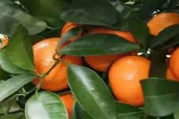 石榴树春季施什么肥料