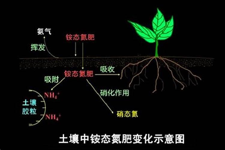 钙肥的用途和功能
