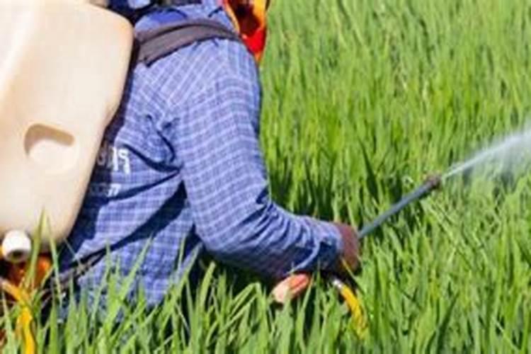 仙客来用什么肥料最好