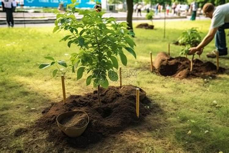 车厘子树苗要怎么进行栽培呢