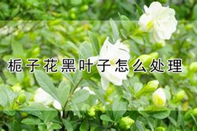 栀子盆栽为何叶片发黄、掉蕾或不开花？