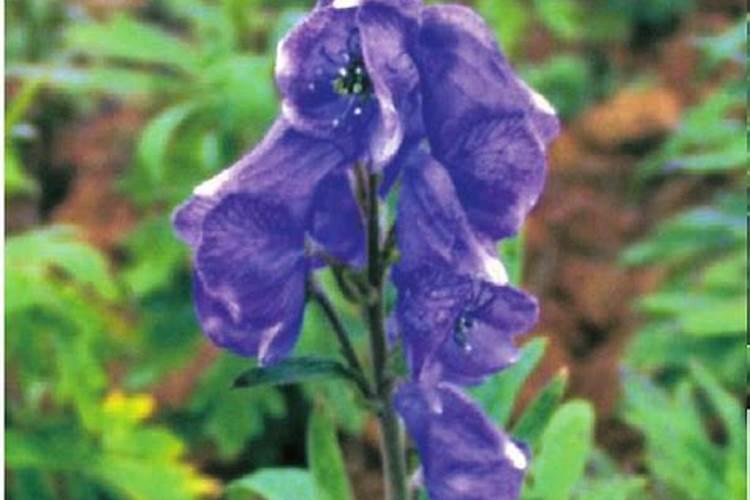 汽油打药机弥雾机的效果怎么样可以喷叶面肥吗