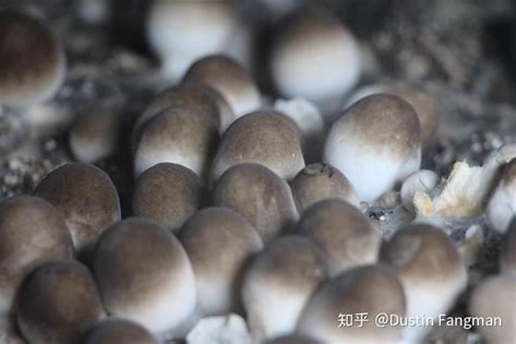 真正进口水溶肥品牌
