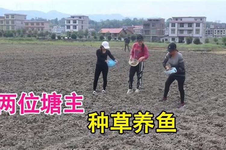 鱼蛋白叶面肥的五个最佳选择