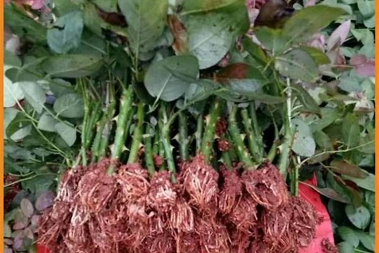 红薯控旺高产打什么药