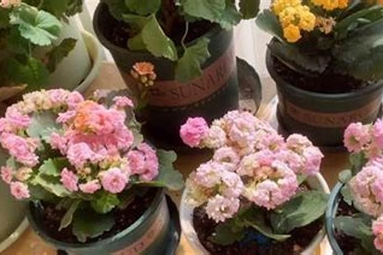 小麦底肥施啥复合肥好