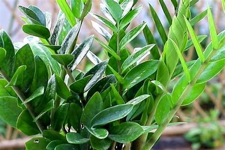 金钱树秋季施什么肥