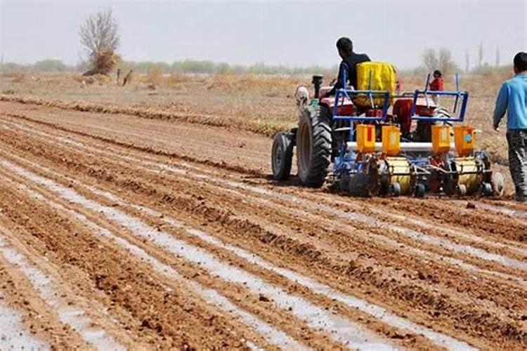 硼土地用多了对植物的影响有没有解救方法