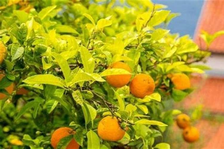 小米种植时间和方法