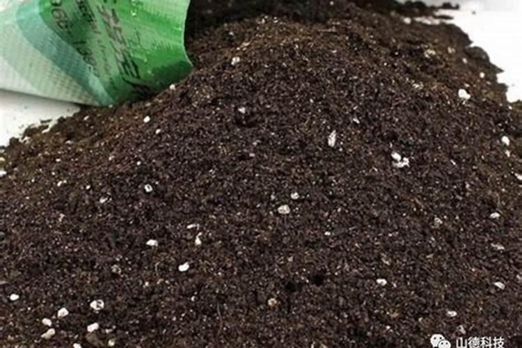 黄豆做花肥伤根吗 方法简单但效果奇好