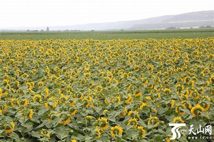 大棚种植辣椒,如何施肥,才能提高产量和质量？