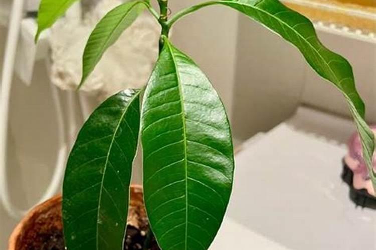 芒果核可以当肥料吗