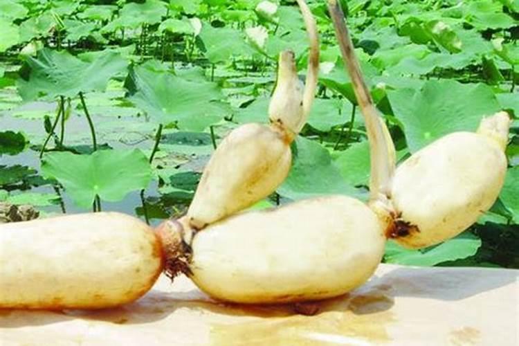 莲藕种植什么时候施入硼肥？