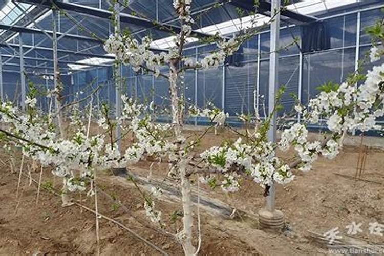 水稻和旱稻的区别是什么？最新水稻价格多少钱一斤？