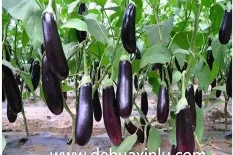 植物缺钾怎么补充？用什么肥补钾效果好？