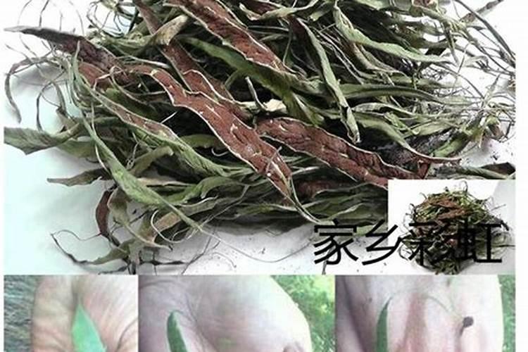 68月份草坪大面积发黄枯死是什么原因？