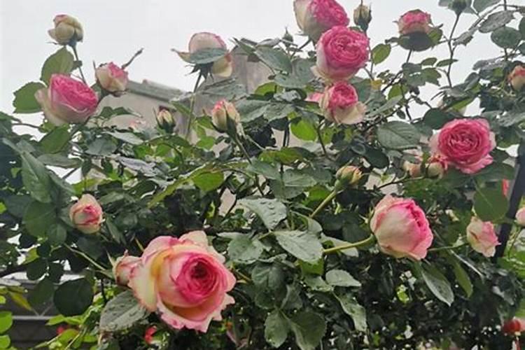 月季花用什么肥料最佳