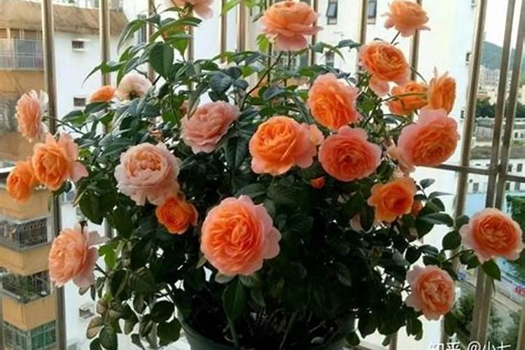 大量元素水溶肥有哪些特点和功效