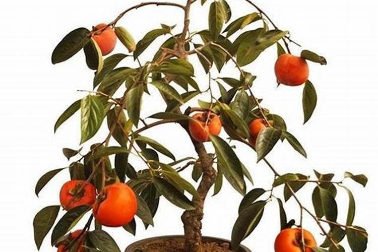 三角梅修剪后为何迟迟不发芽,三角梅修剪后多久才能发芽