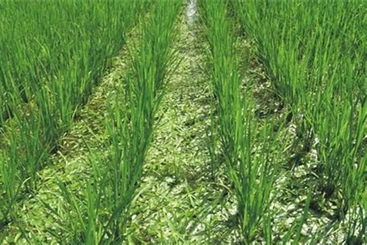 荸荠怎么种植盆景