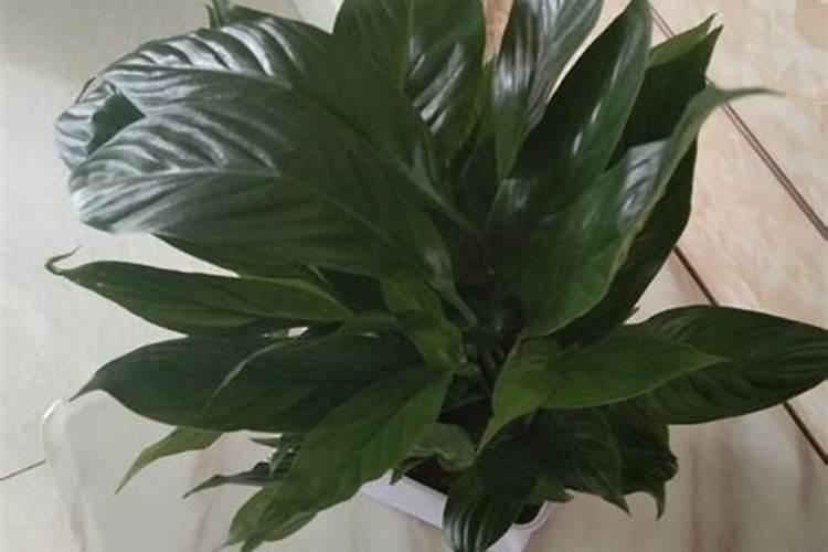 白掌换盆后多久浇水 白掌换盆后需要等多久浇水