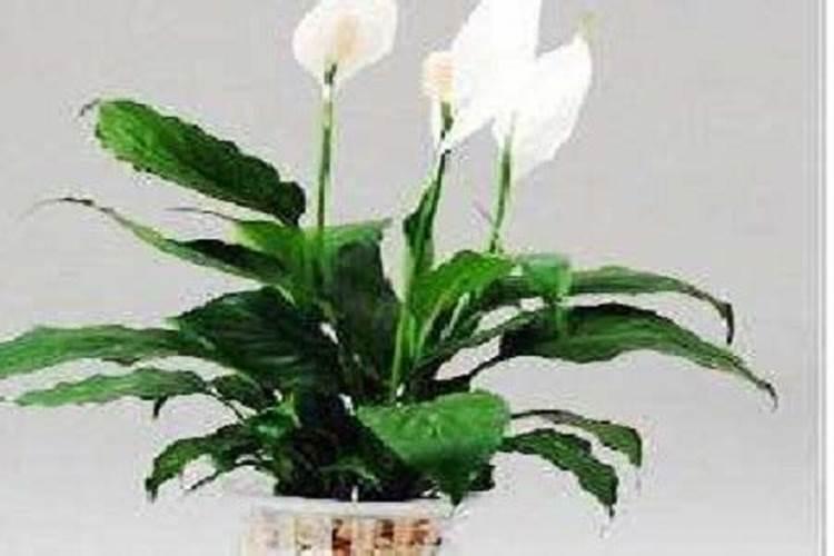 白掌移盆几天后突然软下来了 白掌移盆几天后突然软下来了是什么原因...