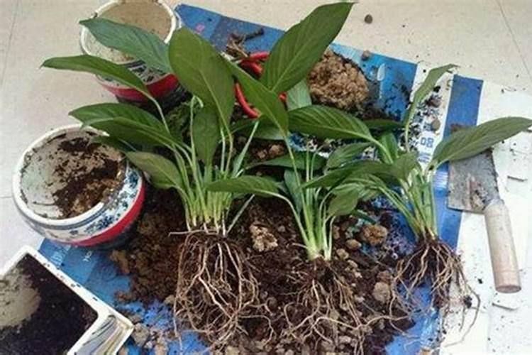 白掌要施什么肥最好