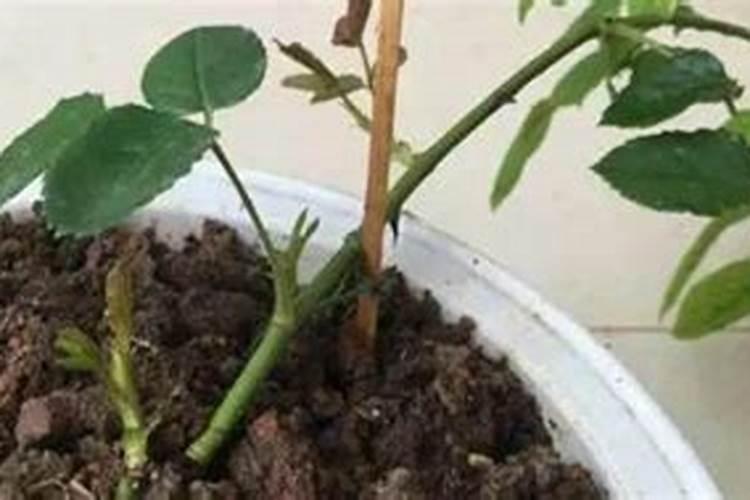 混凝土覆盖薄膜后还怎么洒水养护