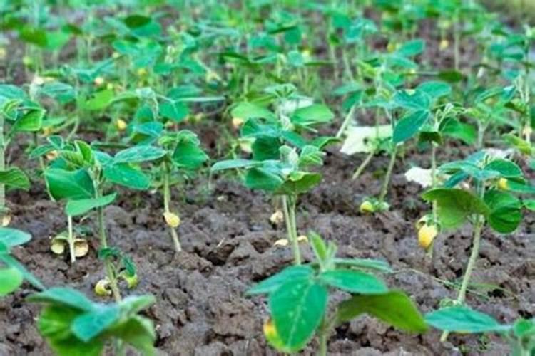 有机肥撒肥机抛粪车,推广机械化同步深施肥技术方案